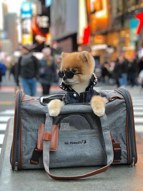 Mr. Peanut's Gold Series Standard Size Airline Compliant Expandable Pet Carrier V2.0